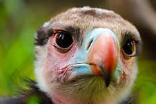 Head Of A Critically Threatened White-headed Vulture In Frontal View, Close-up Stock Photos