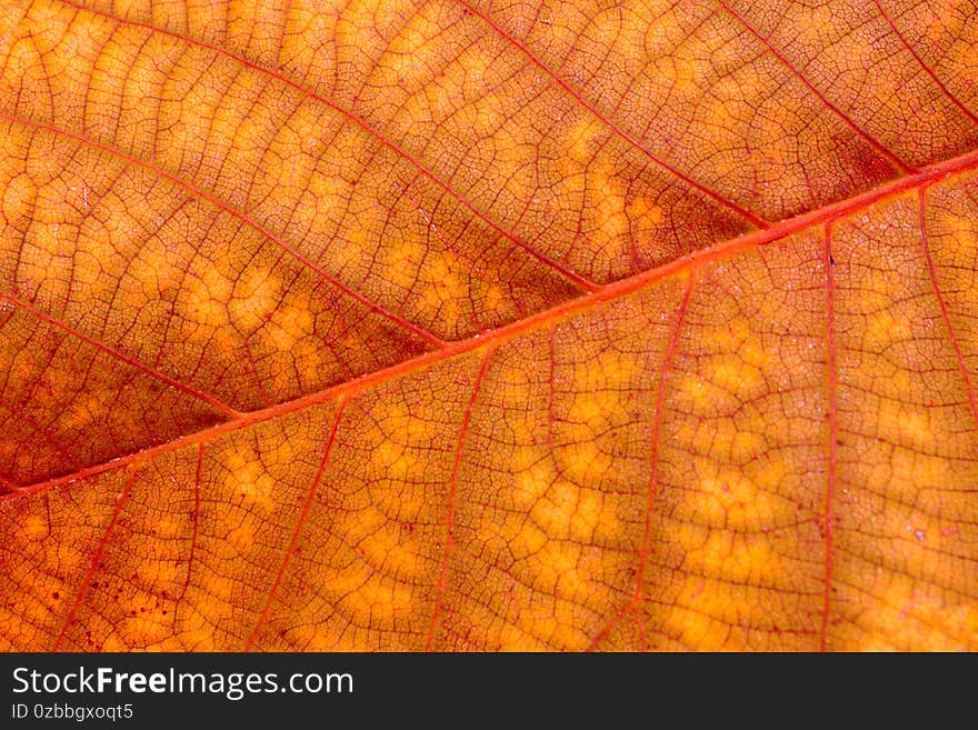 Colorful autumn leaves closeup. Abstract  background.