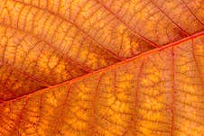 Colorful Autumn Leaves Closeup. Abstract  Background. Royalty Free Stock Photo