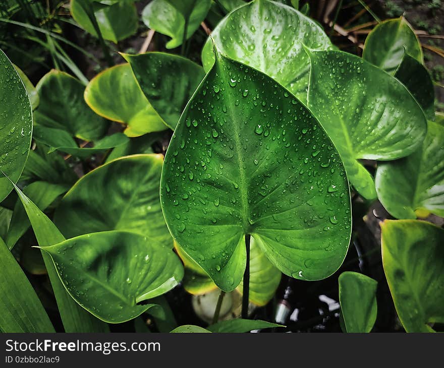 Fresh Green Leaf With Rain Drops In The Garden