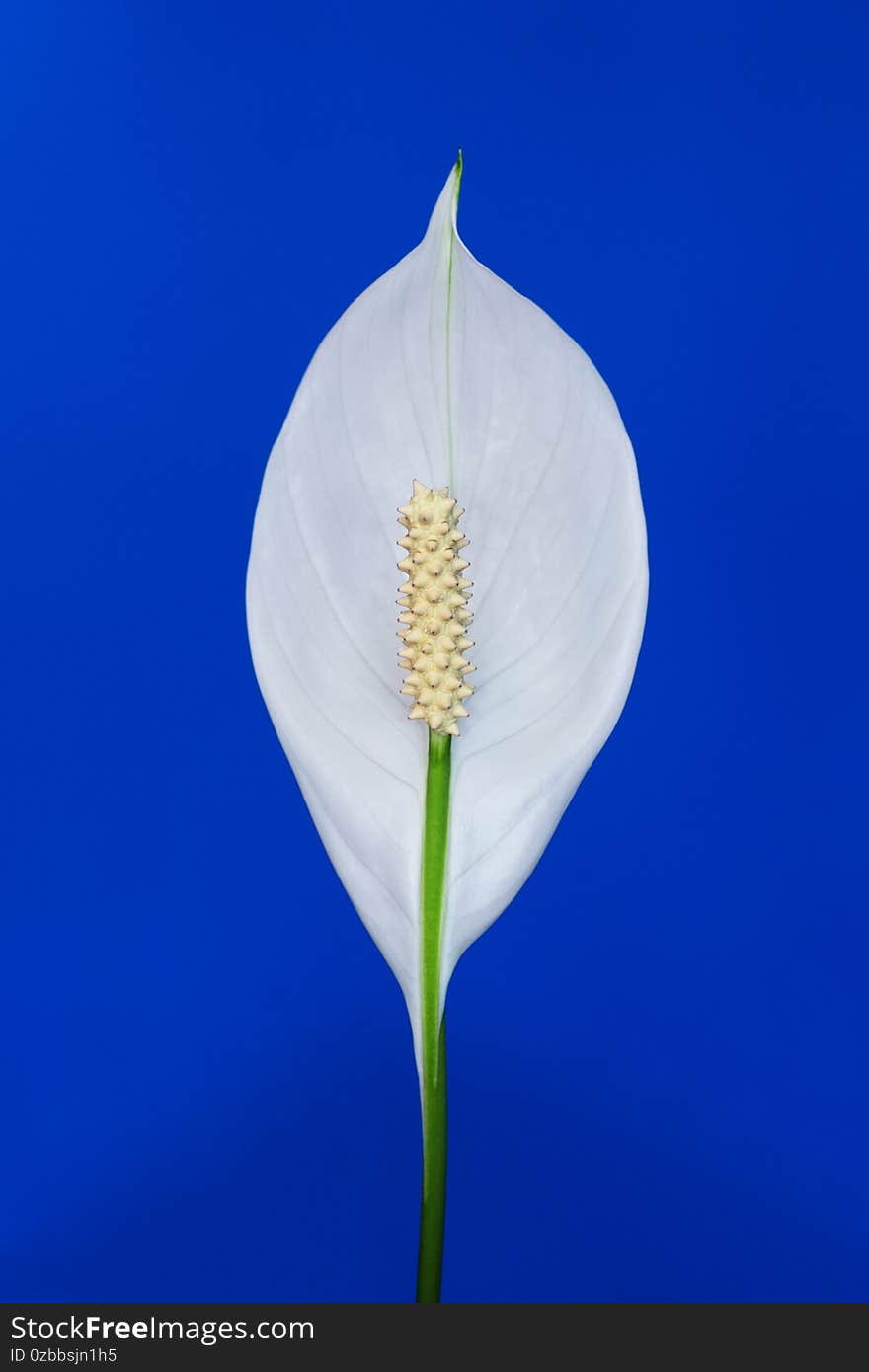 White flower Spathiphyllum