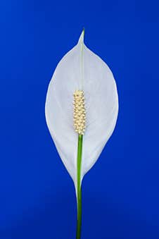 White Flower Spathiphyllum Royalty Free Stock Images