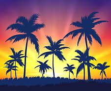 Tropical Trees Silhouettes On Sunset Royalty Free Stock Photography