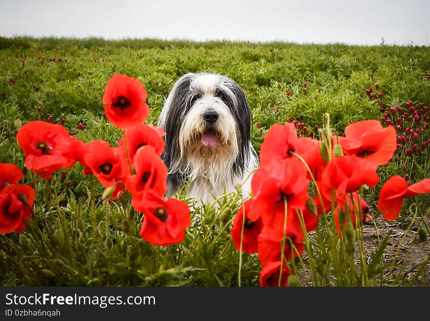 Bearded collie, who is hidding in poppy seed.