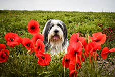 Bearded Collie, Who Is Hidding In Poppy Seed. Stock Photo