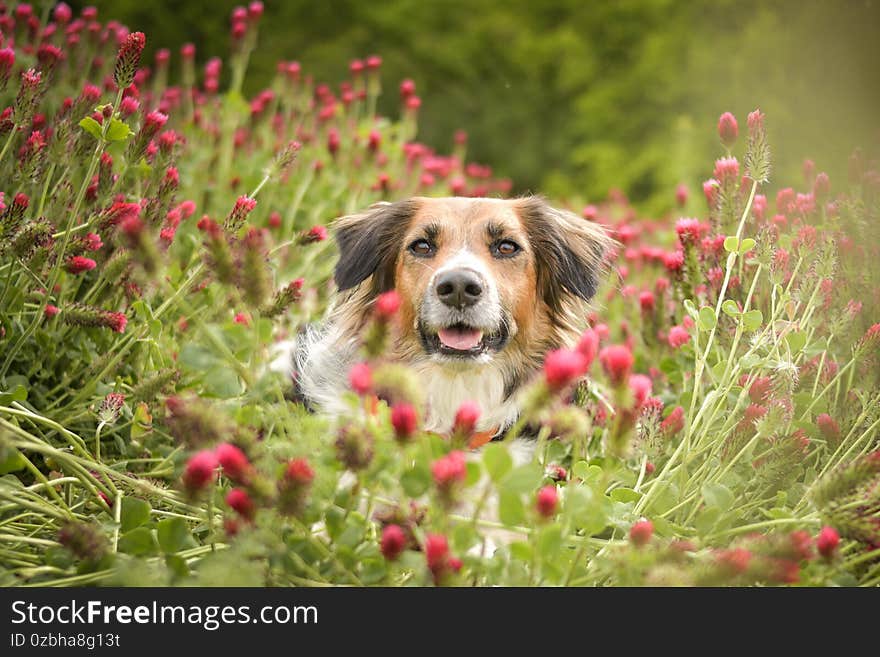 Bohemian Spotted Dog  is sitting in shamrock