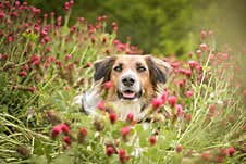 Bohemian Spotted Dog  Is Sitting In Shamrock Royalty Free Stock Image