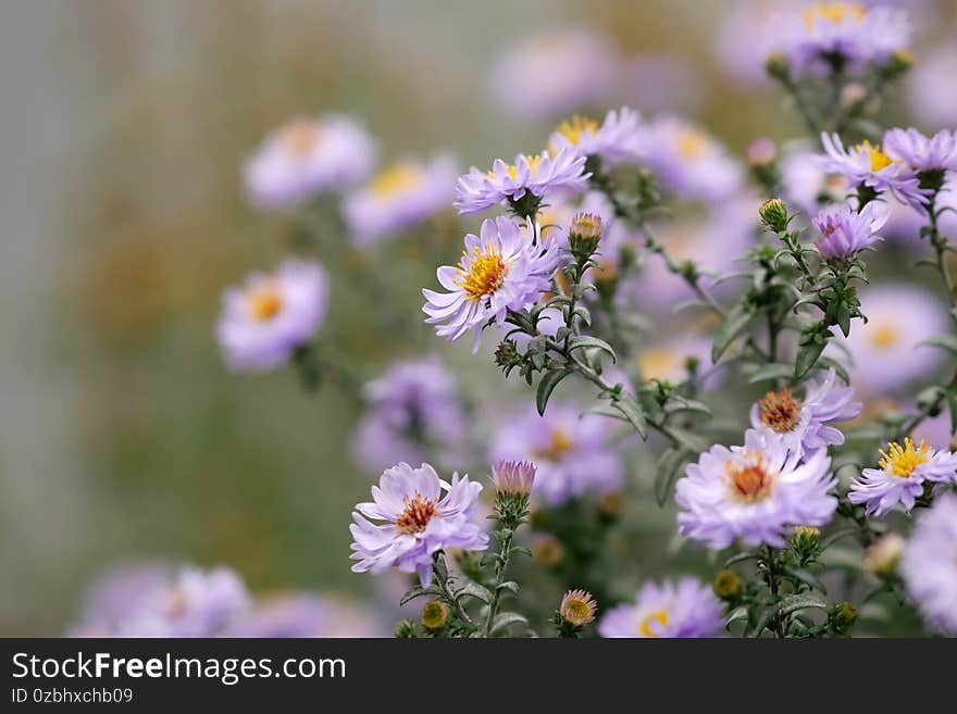 The blossoming New york aster bush in the fall. Aster American Aster novi-belgii. Symphyotrichum novi-belgii.