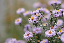 The Blossoming New York Aster Bush In The Fall. Aster American Aster Novi-belgii. Symphyotrichum Novi-belgii. Stock Image