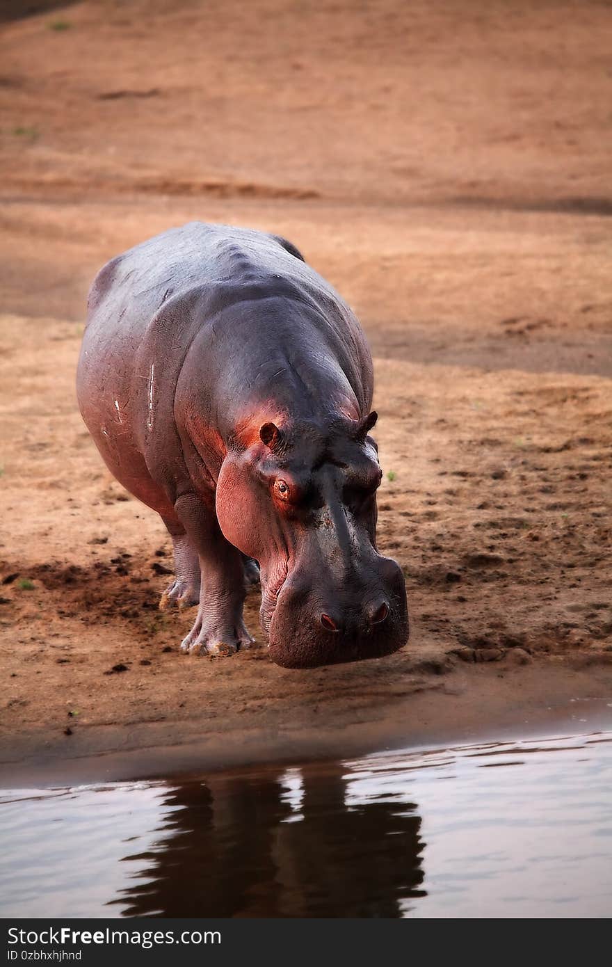 A Hippo Hippopotamus amphibius on the sand