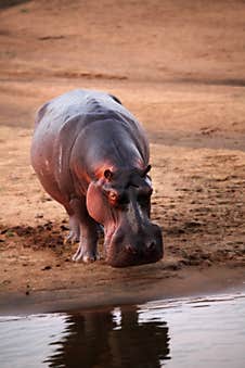 A Hippo Hippopotamus Amphibius On The Sand Royalty Free Stock Photos