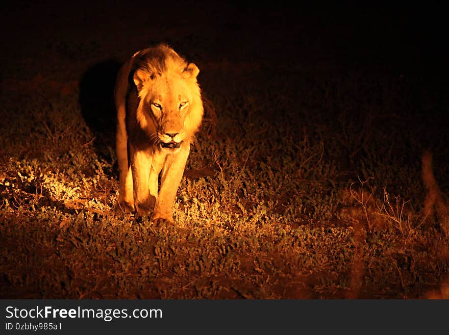 A Lion male Panthera leo walking across the dry grassland in dark night