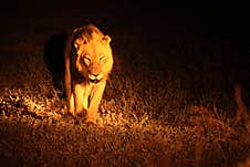 A Lion Male Panthera Leo Walking Across The Dry Grassland In Dark Night Stock Image