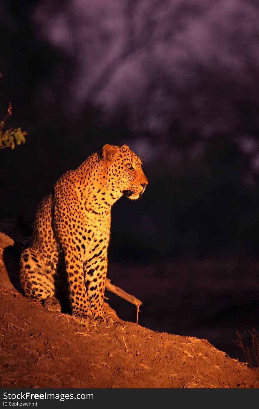 The huge African leopard Panthera pardus pardus male have a rest close to the tree in sunset