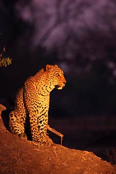 The Huge African Leopard Panthera Pardus Pardus Male Have A Rest Close To The Tree In Sunset Stock Image