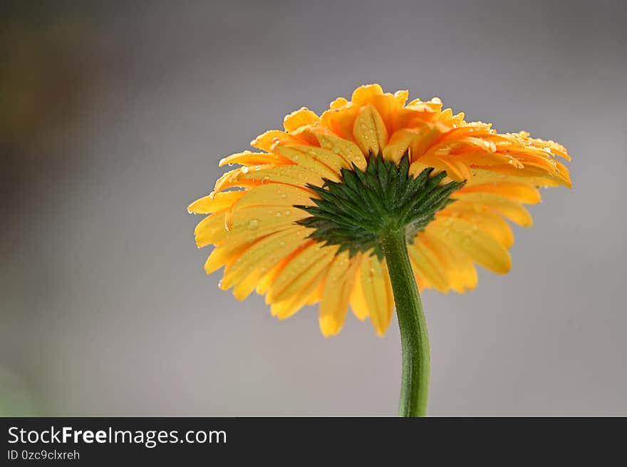 The very pretty colorful gerber flower close up