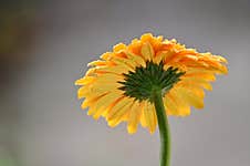 The Very Pretty Colorful Gerber Flower Close Up Stock Photos