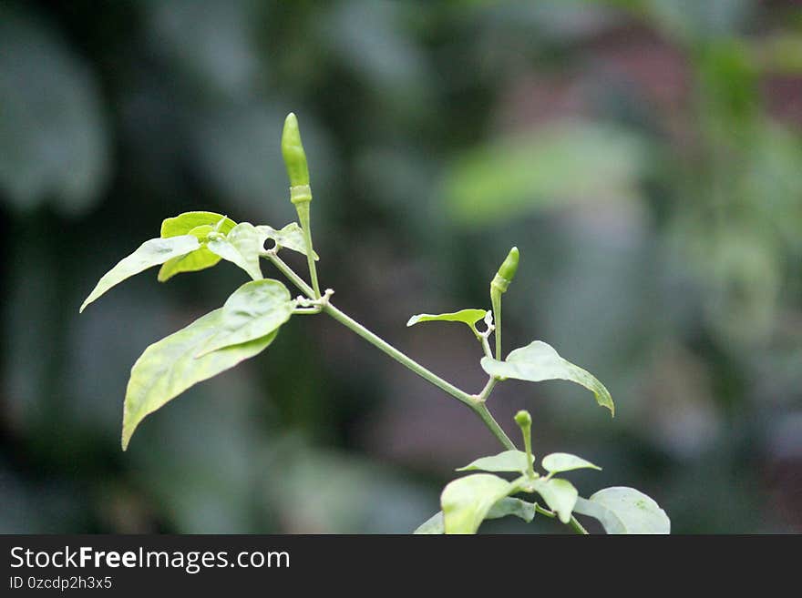 Chili blooming. Agriculture conceptChilli plant