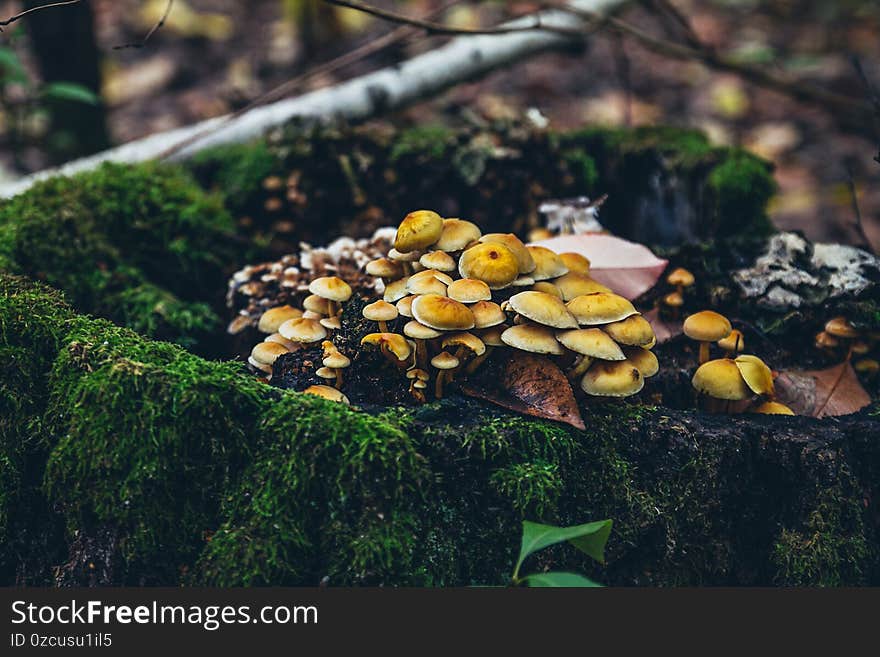 Many yellow mushrooms have grown on a tree stump that is covered with green moss. Inexpensive mushrooms in the forest