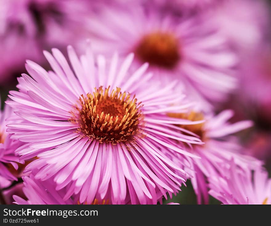 Beautiful pink flowers of autumn aster in the garden