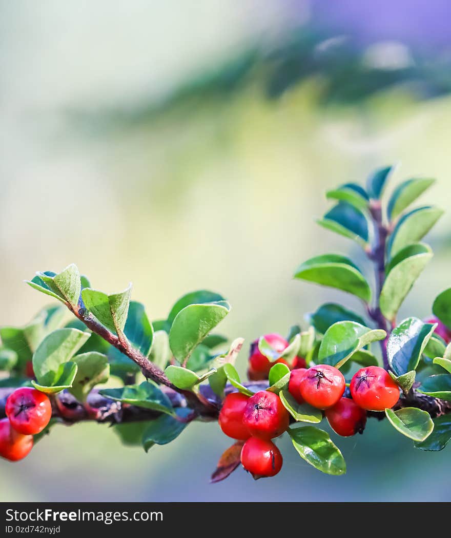 Many red fruits on the branches of a cotoneaster horizontalis bush in the garden in autumn. Natural background. Many red fruits on the branches of a cotoneaster horizontalis bush in the garden in autumn. Natural background.