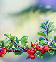 Many Red Fruits On The Branch Of A Cotoneaster Horizontalis Bush In The Garden In Autumn Stock Photography