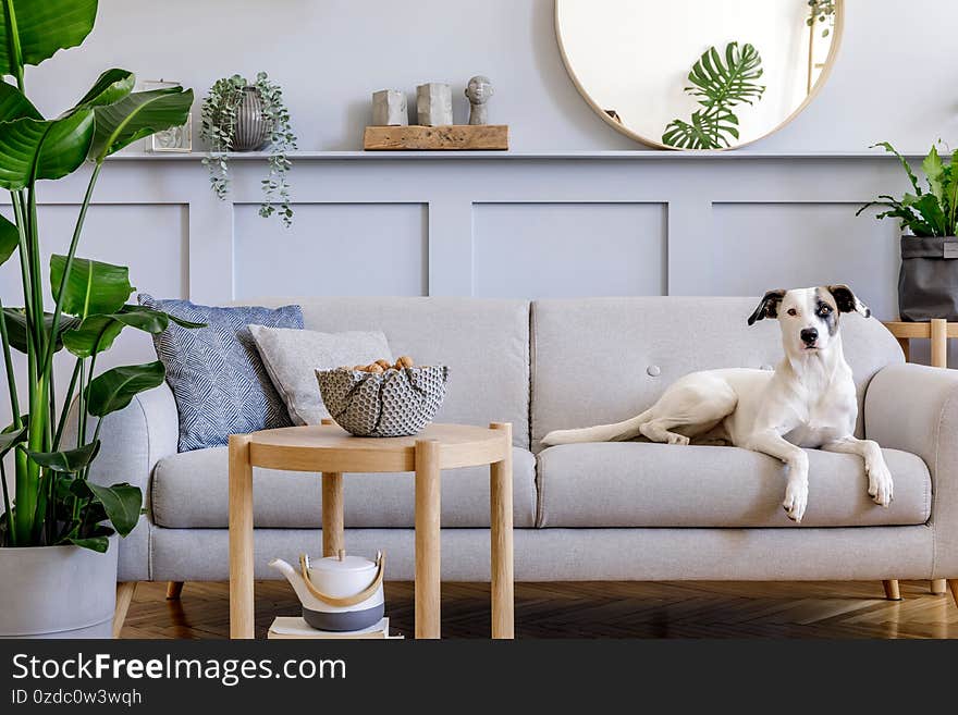 Beautiful dog lying on the grey sofa at living room interior with a lot of plants and decoration.