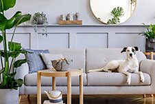 Beautiful Dog Lying On The Grey Sofa At Living Room Interior With A Lot Of Plants And Decoration. Royalty Free Stock Photo