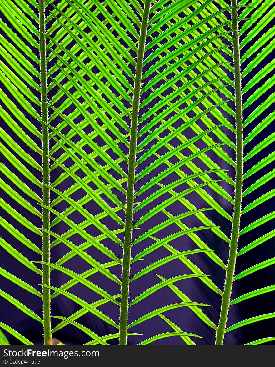 Cycus leaves grow on a beautiful background, tropical plant of the tropics