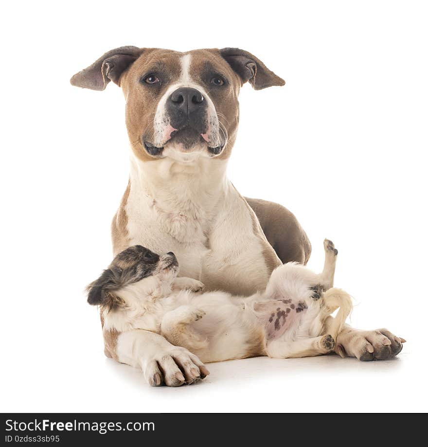 American staffordshire terrier and chihuahua in front of white background