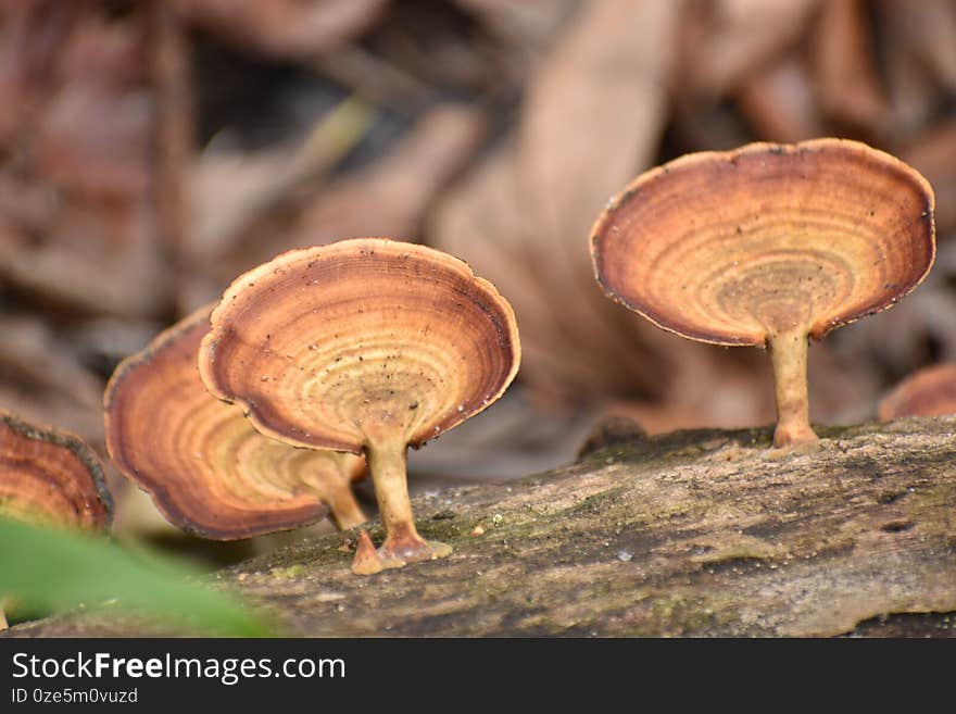 Grey color mushroom on wood