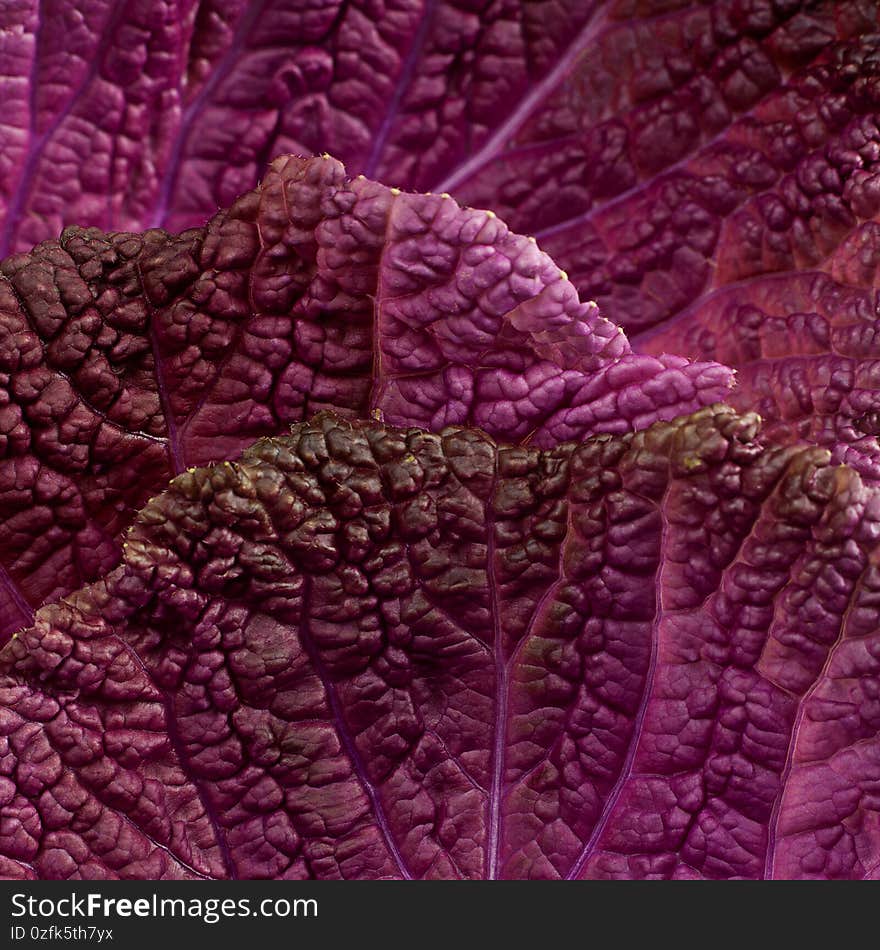 Violet chinese cabbage background