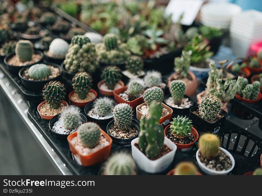 Various types beautiful cactus and succulent on market