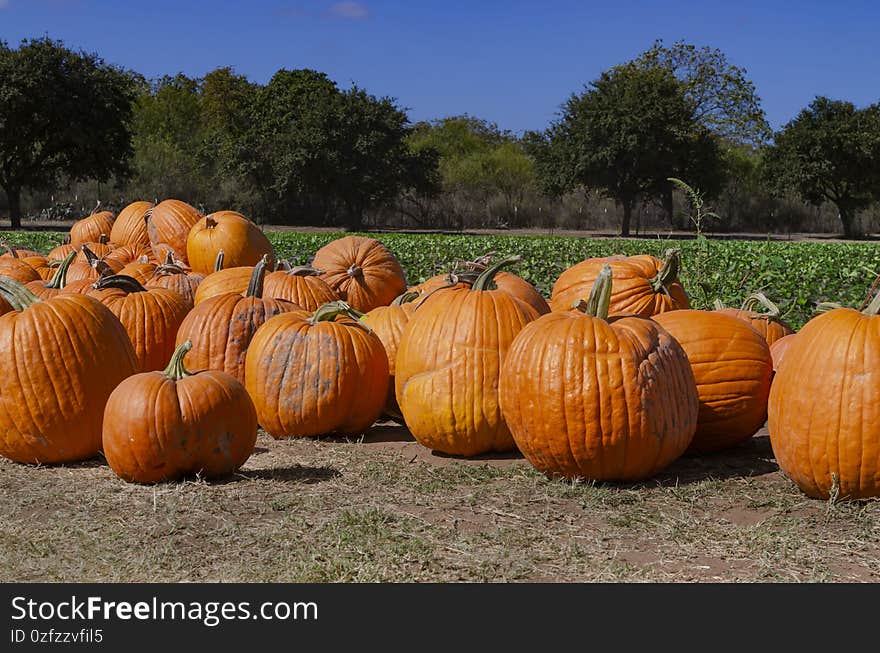 Pumpkins close up next to the field