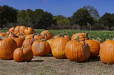 Pumpkins Close Up Next To The Field Stock Images