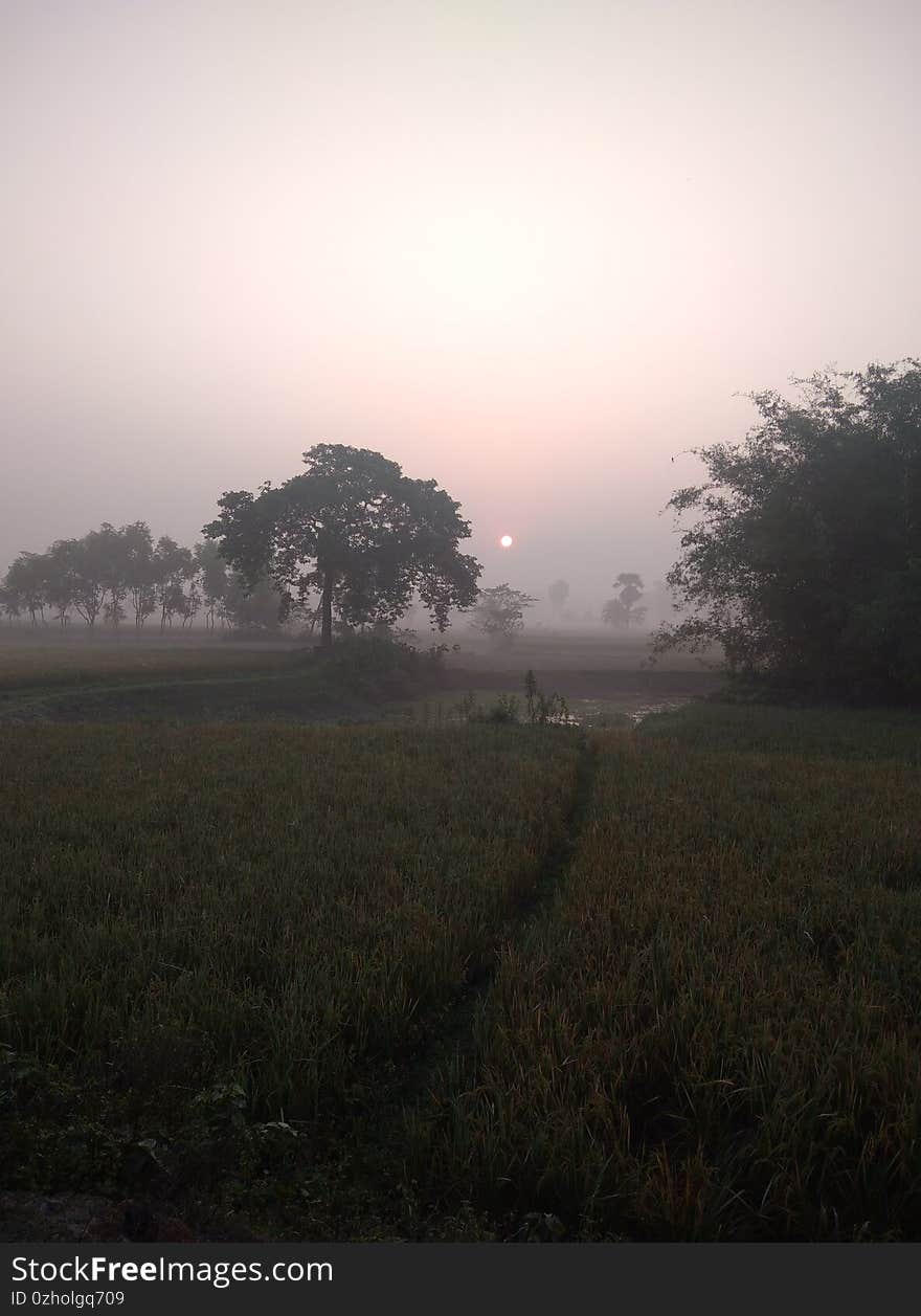 Tree stand in open field as the sun makers the morning fog glow around the tree.