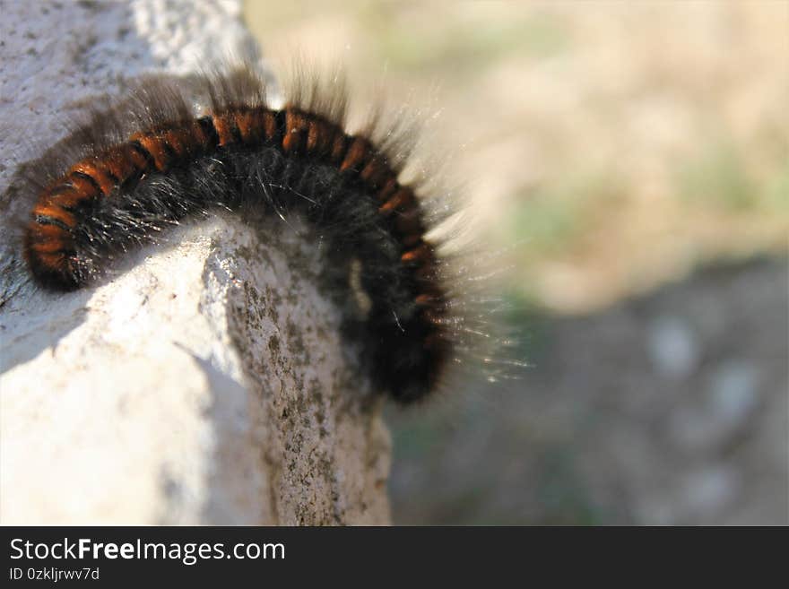 Beautiful And Fluffy Caterpillar