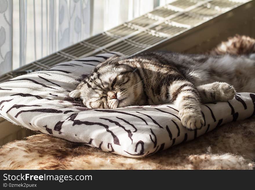 Selective focus shot of a cute gray cat lying on a pillow