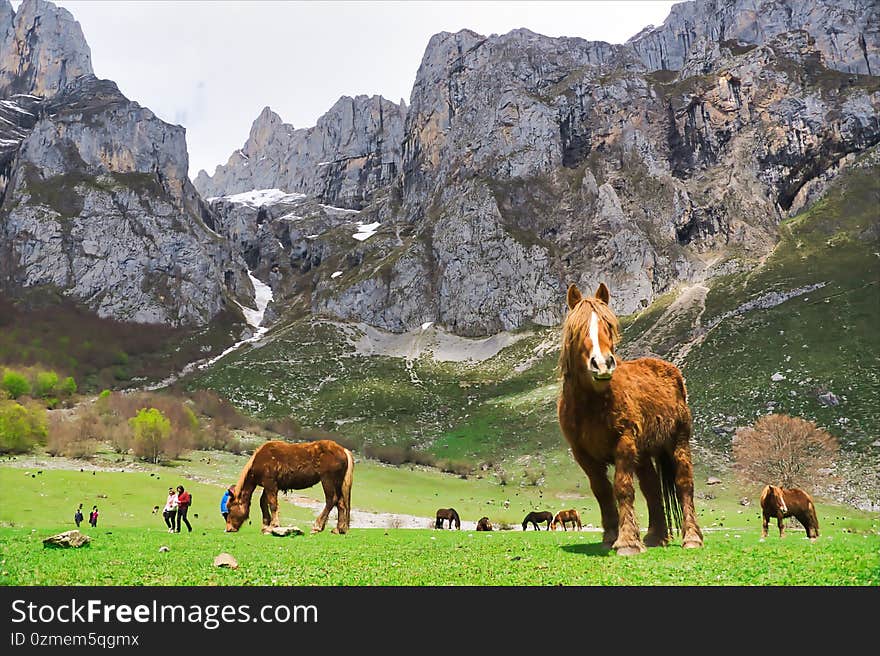 Beautiful shot of horses in Fuente de Cantabria, Spain