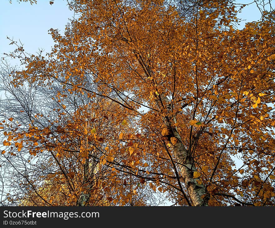 Illustration Of Birch Tree Tops