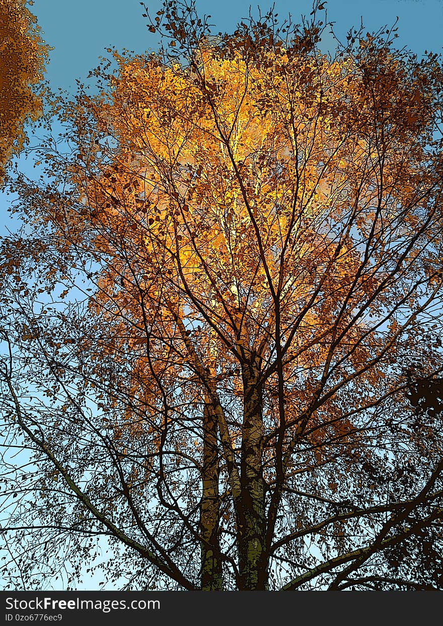 Illustration of birch tree tops