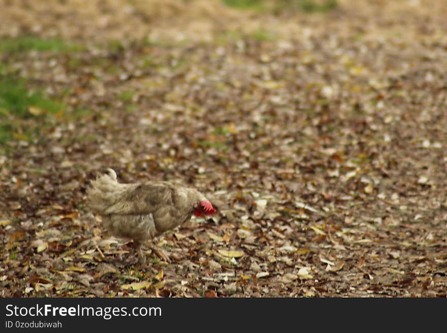 Find a chicken in the middle of the fall foliage.