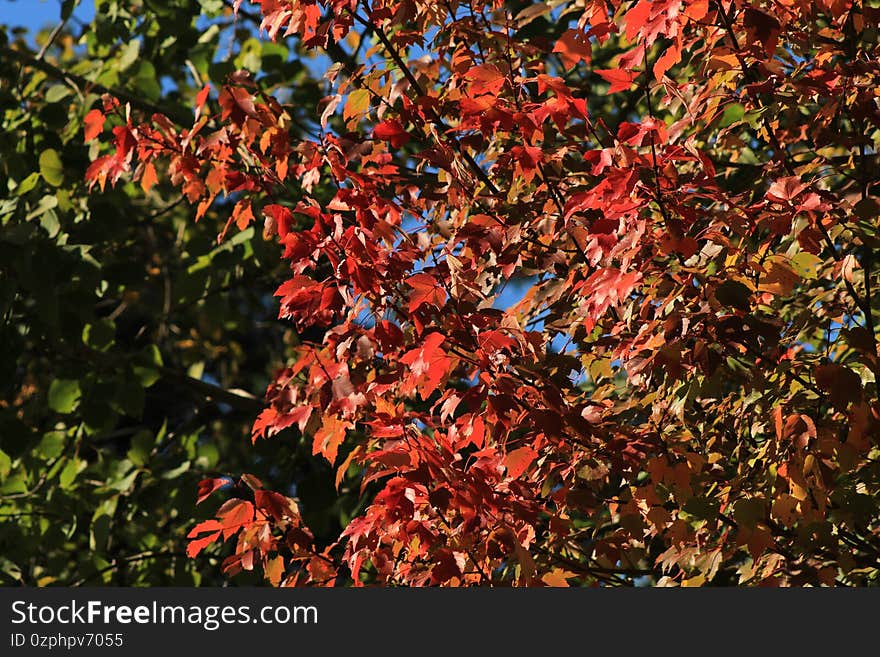 New england fall leave colors