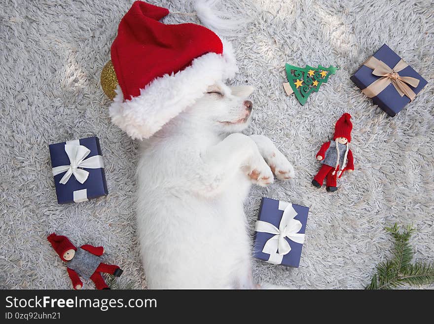 Adorable cute white puppy in a Santa hat sleeps on a light background