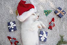 Adorable Cute White Puppy In A Santa Hat Sleeps On A Light Background Royalty Free Stock Images