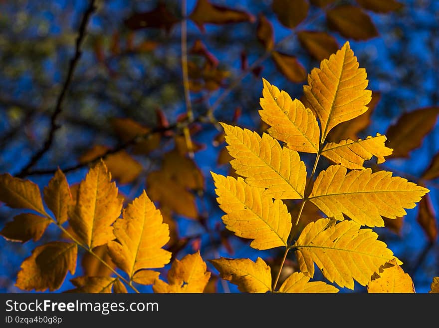 Autumn and fall yellow leave close-up, nature background, yellow color, ash-tree leave