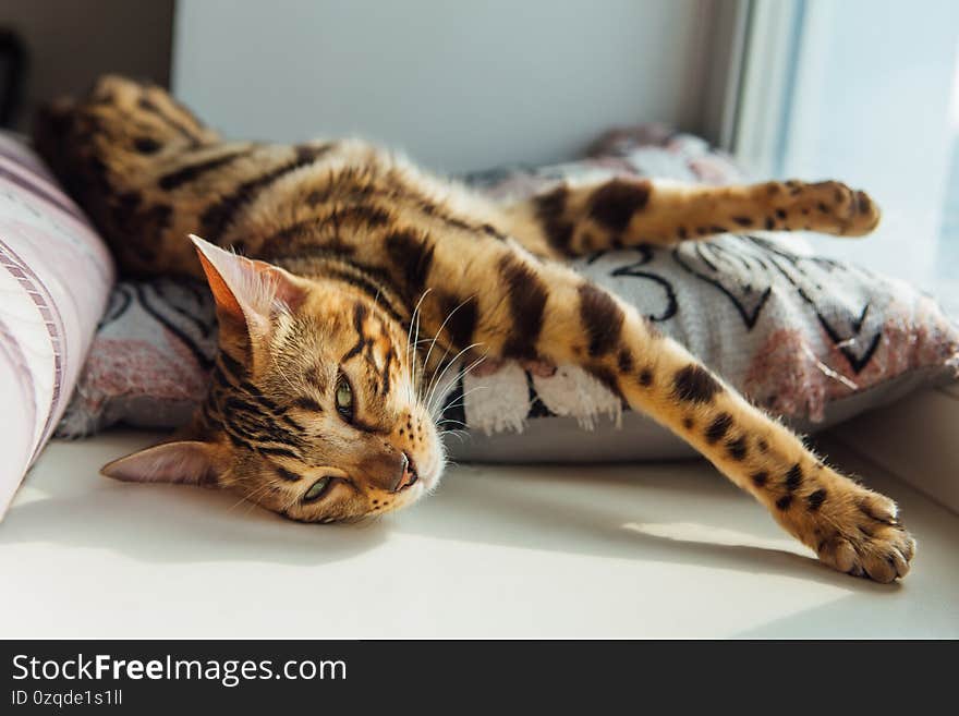 Cute golden bengal kitty cat laying on the pillow on windowsill and relaxing.