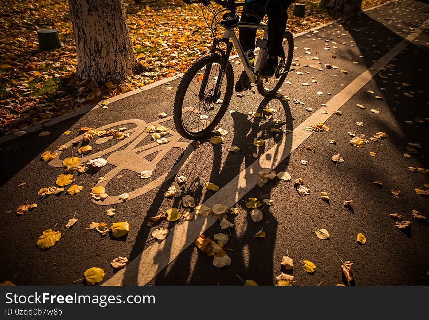 Color image of a bicycle lane symbol in a park, on an autumn day, with a cyclist passing by