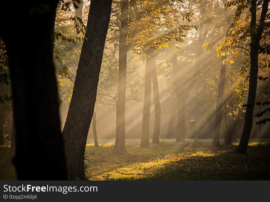 Color image of sun rays in a forest, on an autumn day. Color image of sun rays in a forest, on an autumn day