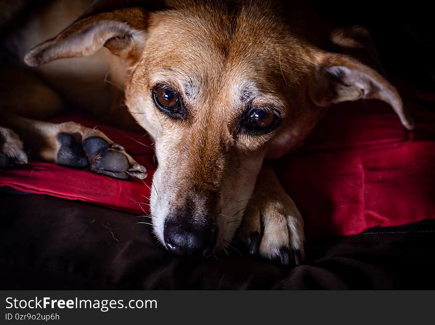 Closeup shot of an old brown dog laying